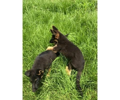 Black and Tan  Akc German shepherd puppies - 2