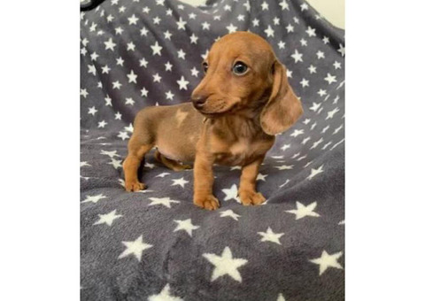 Dachshund puppies Registered AKC