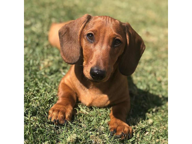 Dachshund puppies Registered AKC in Fresno, California Puppies for