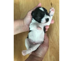 5 Schnauzers puppies for sale - 2