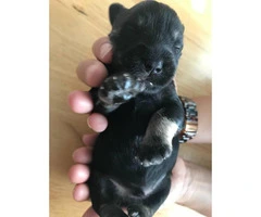 5 Schnauzers puppies for sale - 3