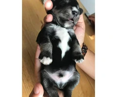 5 Schnauzers puppies for sale - 5