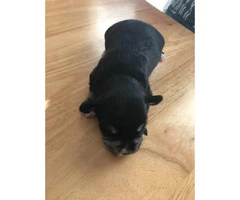 5 Schnauzers puppies for sale - 6