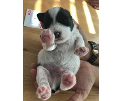 5 Schnauzers puppies for sale - 7