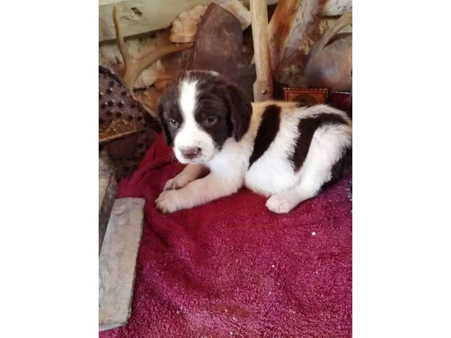 3 AKC Springer Spaniel puppies for sale in Denver ...