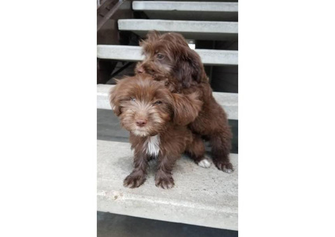 2 female Maltipos to rehome