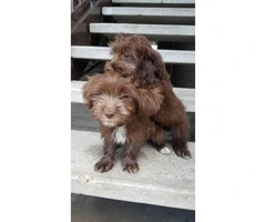 2 female Maltipos to rehome