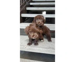 2 female Maltipos to rehome - 2
