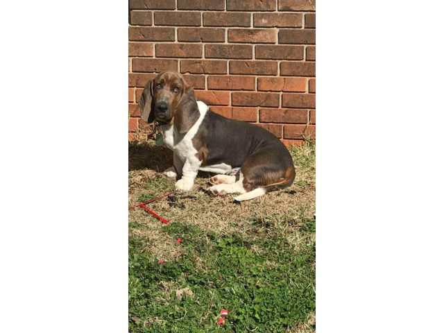 4 Females Basset Hound Puppies in Greenville, North ...