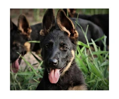 AKC German Shepherd Puppies ready to go home - 2