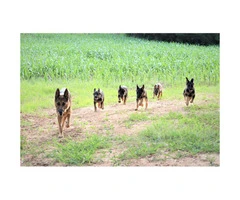 AKC German Shepherd Puppies ready to go home - 6