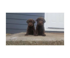 Full blooded labrador puppies for sale