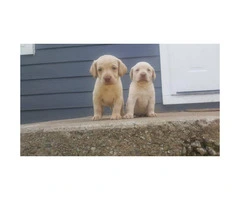 Full blooded labrador puppies for sale - 2