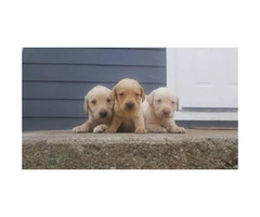 Full blooded labrador puppies for sale - 3