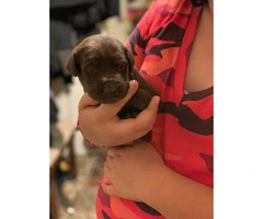 8 wonderful Lab puppies for sale - 1