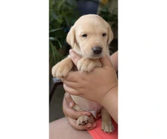 8 wonderful Lab puppies for sale - 3
