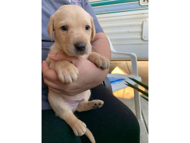 8 wonderful Lab puppies for sale Fullerton Puppies for