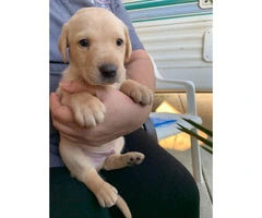 8 wonderful Lab puppies for sale - 4