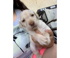 8 wonderful Lab puppies for sale - 5