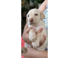8 wonderful Lab puppies for sale - 6