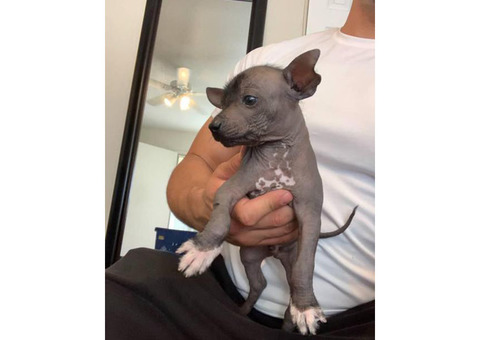 Rare Xoloitzcuintli puppies for adoption
