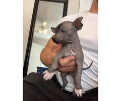 Rare Xoloitzcuintli puppies for adoption