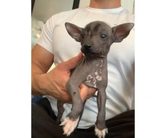 Rare Xoloitzcuintli puppies for adoption - 2