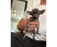 Rare Xoloitzcuintli puppies for adoption - 3