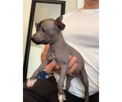 Rare Xoloitzcuintli puppies for adoption - 4