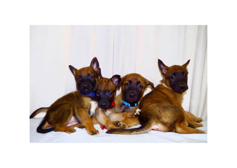 3 males Belgian Malinois Puppies