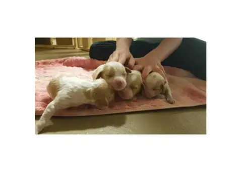 Brittany spaniel puppies for sale in new york