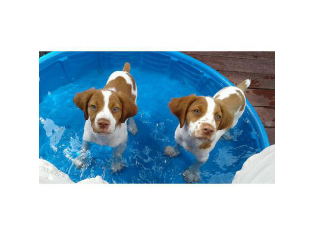 Brittany spaniel puppies for sale in new york in ...