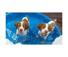 Brittany spaniel puppies for sale in new york - 2