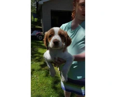 Brittany spaniel puppies for sale in new york - 3