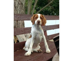 Brittany spaniel puppies for sale in new york - 4