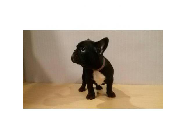 French bulldog female for sale in Alpharetta, Georgia ...