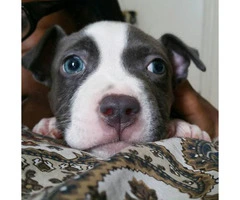 blue nose pitbull puppies for sale