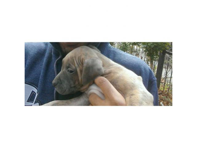 blue nose pitbull puppies for sale in Bronx, New York