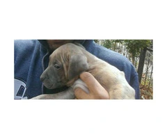 blue nose pitbull puppies for sale - 2