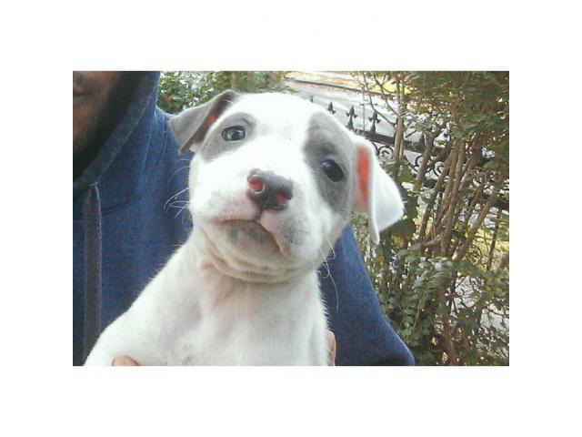 blue nose pitbull puppies for sale in Bronx, New York