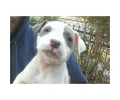 blue nose pitbull puppies for sale - 4