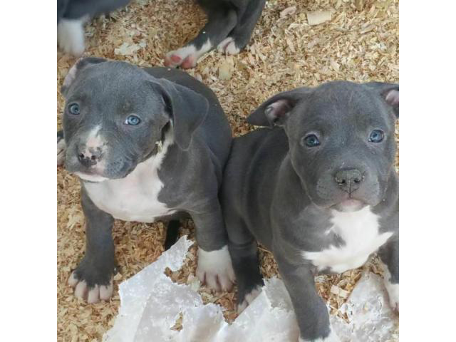 Purebred blue nose pitbull puppies in San Jose, California