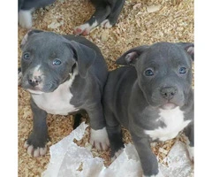 Purebred blue nose pitbull puppies - 2