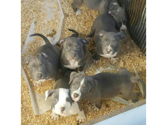 Purebred blue nose pitbull puppies in San Jose, California