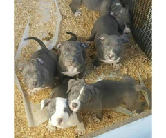 Purebred blue nose pitbull puppies - 3