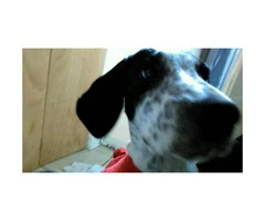 female german shorthaired pointer puppies for sale - 4