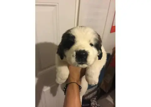 Saint bernard puppies for sale one male left