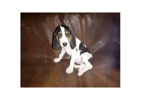 Treeing walker puppies for sale in wisconsin