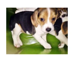 3 beagle puppies for sale