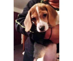 3 beagle puppies for sale - 2